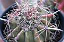 FEROCACTUS WISLIZENII_1.jpg